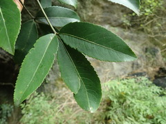 Pseudopanax macintyrei