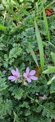 Erodium cicutarium