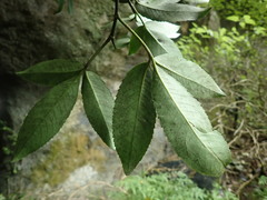 Pseudopanax macintyrei