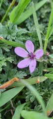Erodium cicutarium