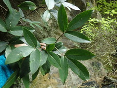 Pseudopanax macintyrei