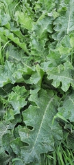 Onopordum acanthium