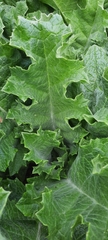Onopordum acanthium