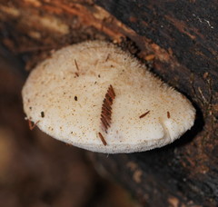 Postia lactea