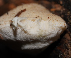 Postia lactea