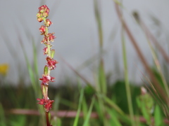 Rumex bucephalophorus hispanicus