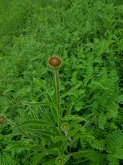 Echinacea pallida