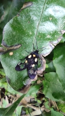 Trypanophora semihyalina