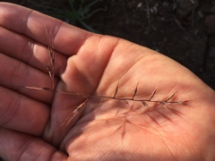 Festuca microstachys