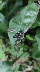 Trypanophora semihyalina