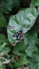 Trypanophora semihyalina