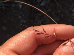 Festuca microstachys