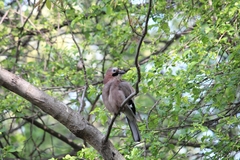 Garrulus glandarius