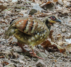 Arborophila brunneopectus