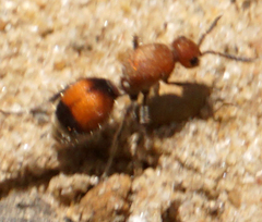 Dasymutilla ursus