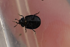 Chrysomelidae