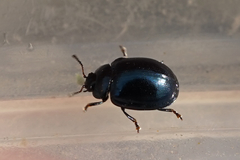 Chrysomelidae