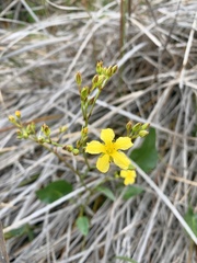 Liparophyllum exaltatum