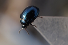 Chrysomelidae