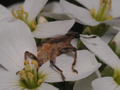 Lixus myagri