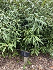 Sarcococca hookeriana digyna