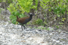 Gallirallus torquatus