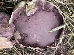 Calvatia fragilis