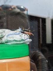 Ichneumon stramentor