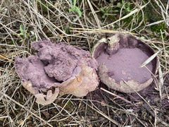 Calvatia fragilis