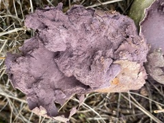 Calvatia fragilis