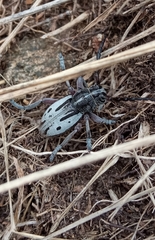 Dorcadion kaimakcalanum