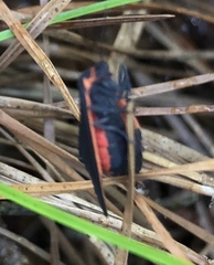 Virbia laeta