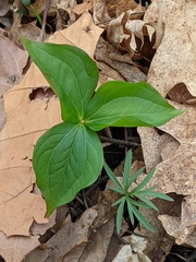 Trillium grandiflorum