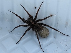 Araneae