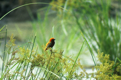 Euplectes nigroventris