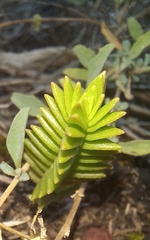 Crassula ericoides