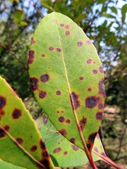 Ruptoseptoria unedonis
