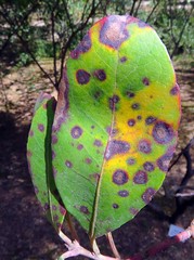 Ruptoseptoria unedonis