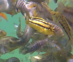 Melanochromis auratus