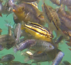 Melanochromis auratus