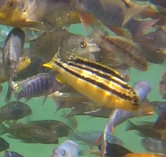 Melanochromis auratus