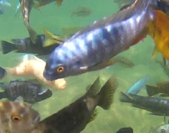 Labeotropheus
