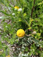 Anacyclus valentinus