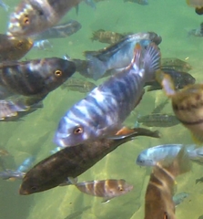 Labeotropheus