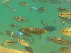 Labeotropheus trewavasae