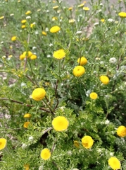 Anacyclus valentinus