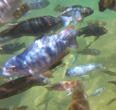 Labeotropheus