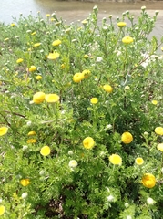 Anacyclus valentinus