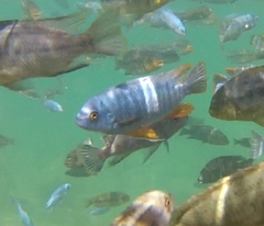 Labeotropheus fuelleborni