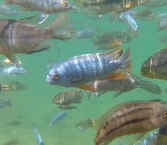 Labeotropheus fuelleborni